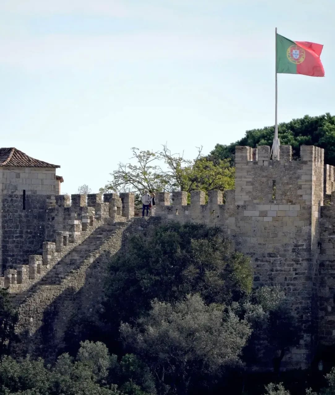 Maple Coast Portuguese 5